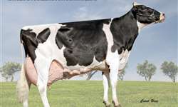 Vaca brasileira bate recorde de produção de leite da América Latina