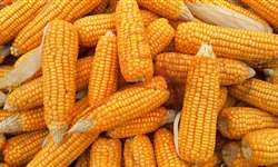 EUA: sinal verde para importação de milho a partir de julho