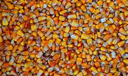 EUA: empresas buscam importar milho