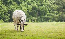 Anaplasmose bovina: descobertas geram possibilidade de vacinas