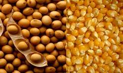 Commodities: soja e milho despencam na bolsa