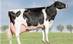 PR: vaca é reconhecida pela maior produção de leite da América Latina