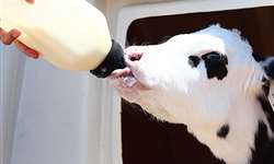 Fornecimento de leite de transição após a colostragem