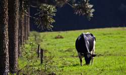 Projeto de pecuária leiteira sustentável chega a Serra da Mantiqueira