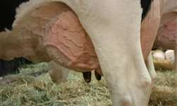 Como a causa da mastite afeta o desempenho reprodutivo das vacas?