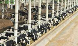 Fazenda Colorado produz 100 mil kg de leite em 24h