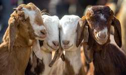 MG: produtores de leite de cabra iniciam processo de comercialização