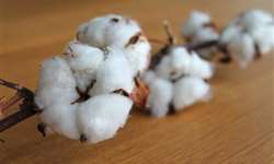 Qual a qualidade nutricional do caroço de algodão?