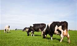 Nova Zelândia quer produzir leite mais sustentável