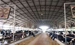 Ferramentas para avaliar a limpeza de vacas em compost barn