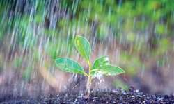 Com chuvas acima da média, primavera favorecerá agricultura