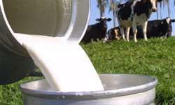 Fazenda premiada pelo ATeG Balde Cheio salta de 30 para 100L de leite
