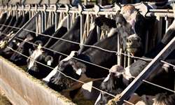 Pasto vs confinamento: comparação de vacas de alta produção