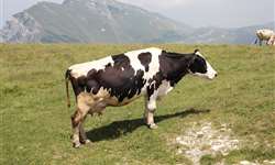 Como avaliar o escore de condição corporal de vacas em lactação