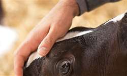 Certificação Bem-Estar Animal e o controle total da vida animal na fazenda