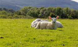 Monensina sódica como aditivo na alimentação de ovinos