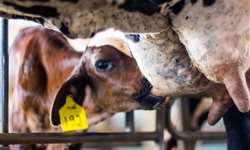 Presença da vaca e de imunoglobulina em bezerros
