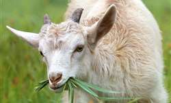 Ceratoconjuntivite infecciosa em ovinos e caprinos
