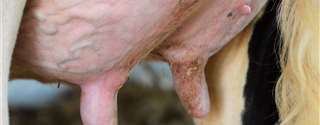 Mastite causada por Mycoplasma bovis
