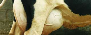 Protocolo de sincronização utilizando CIDR/ ECP/ PGF2 alfa/ GnRH aumenta a taxa de concepção em vacas de leite em lactação