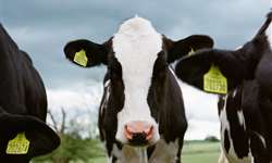 Estratégias para diminuir a taxa de reabsorção embrionária precoce em fêmeas bovinas