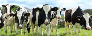Resolver problemas de forma permanente em uma fazenda leite