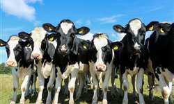 Canzis podem estressar vacas, limitar consumo e produção