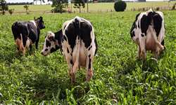 Perdas de produção leiteira causadas pela mastite clínica