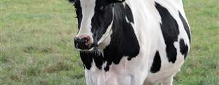 Manejo de vacas primíparas visando aumentar a eficiência reprodutiva futura