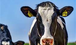 Melhoria da fertilidade em vacas repeat breeder