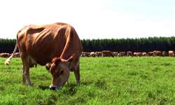 Importância da progesterona antes da inseminação artificial na eficiência reprodutiva de vacas leiteiras em lactação - parte 1/3