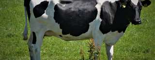 Glicose sanguínea em ruminantes: Um metabólito crítico para a reprodução de vacas em lactação - Parte 2 de 3