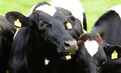 Respostas comportamentais e endócrinas ao estradiol-17¦Â em vacas holandesas
