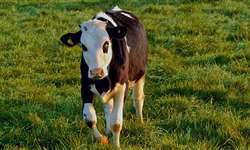 Dicas para produzir leite sustentável na sua propriedade
