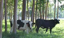 Influência da integração pecuária floresta na produção de leite