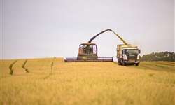 Por maior eficiência, trigo se torna uma opção vantajosa nas propriedades pecuárias