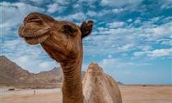 Curiosidades: a ascensão do leite de camelo