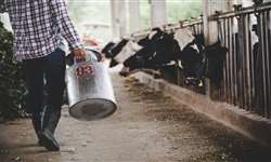 Como mudar a realidade dos produtores de leite?