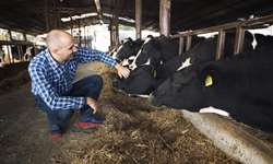 Nova Zelândia: escassez de mão de obra preocupa produtores de leite