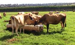 Assistência técnica promove crescimento de 372% na produção de leite