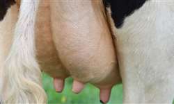 Saúde do úbere: a essência da produção leiteira