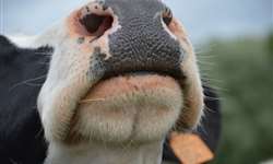 Criador do PR possui touro com a segunda melhor genética do mundo para gerar vacas leiteiras