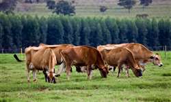 Por que as vacas Jersey estão aumentando nos EUA e no Canadá?