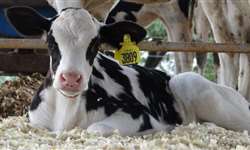 Consumo de leite com alta CCS afeta a saúde da bezerra?