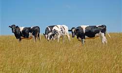 RS: estiagem faz produtividade do gado leiteiro diminuir 20%