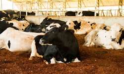 Por que apostar no conforto e bem-estar das vacas de leite?
