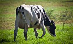 Espanha: duas fazendas de leite fecharam por dia em 2021