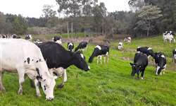 Planejar alimentação reduz efeitos da seca na produção de leite