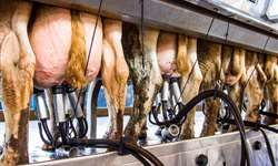 Gerenciamento de secagem em fazendas leiteiras inteligentes