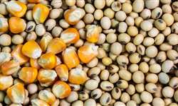 Commodities: milho e soja caem na bolsa de Chicago